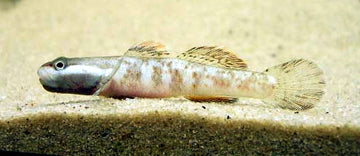 Rhinogobius yaoshanensis – ~4.5 cm Stream Goby