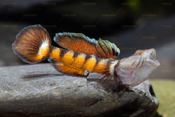 Rhinogobius maxillivirgatus – ~4 cm Mini Stream Goby