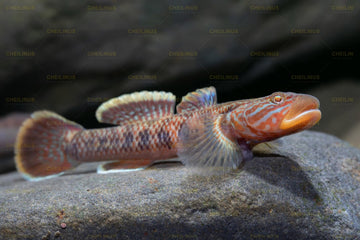 Rhinogobius sp. (“Gold Fin Goby”)