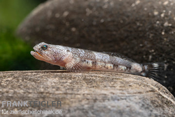 Schismatogobius ampluvinculus – Amphu Goby (2.3–3 inches)