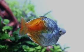 Short Body Boesemani Rainbowfish (Melanotaenia boesemani) — 1.5 inches (~3.8 cm)