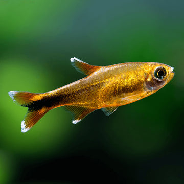 Silvertip Tetra (Hasemania nana) – 2–2.5 inches