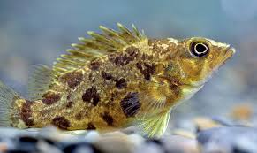 Siniperca obscura – Obscure Chinese Perch (~6–12 cm)
