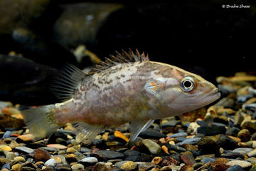 Siniperca whiteheadi (Coreoperca whiteheadi) – Whitehead’s Chinese Perch (~21.8 cm)