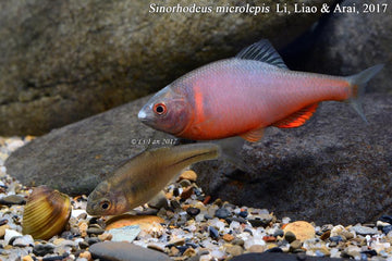 Volcano Bitterling (Sinorhodeus microlepis) – Rare Chinese Stream Jewel