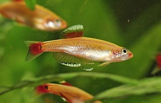 Tanichthys albonubes “Gold” (Golden White Cloud Minnow) – 2–2.5 inches