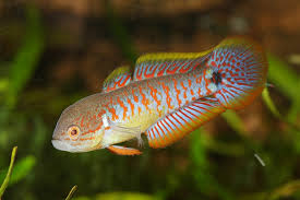 Peacock Gudgeon (Tateurndina ocellicauda) – 3–4 cm
