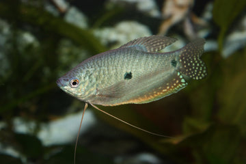 Three Spot Gourami (Trichopodus trichopterus) – Juvenile ~5–7 cm
