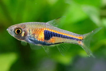 Trigonostigma espei – 1.5–2 inches