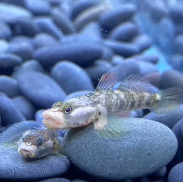 Rhinogobius duospilus – ~4.5 cm White-Cheek Goby