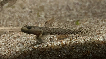 Yellow Lip Goby Chaoshan (Rhinogobius sp.) – ~3–4 cm