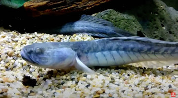 Blue Sacred Dragon Goby (Rhinogobius sp.) – ~4 cm