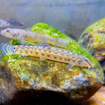 Siberian Tiger Loach (Cobitis sinensis) – Siberian Spiny Loach (~7–10 cm / ≈3–4″)