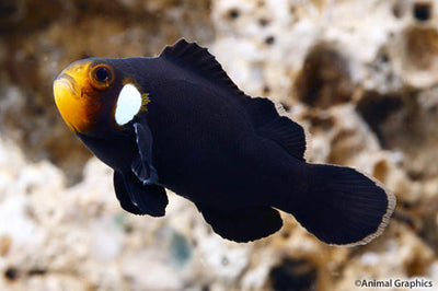 Amphiprion ocellaris – Domino Clownfish (4+ cm)