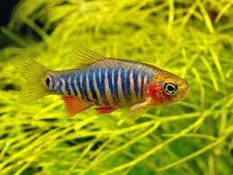 Danio rerio var. Butterfly Fin Emerald – 3–3.5 inches