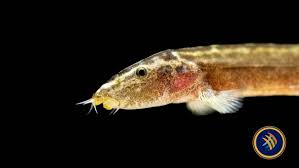 Guilin Loach (Leptobotia guilinensis) – Borneo-style Sucker Loach (~2–3″ / ~5–8 cm)