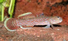 Rhinogobius rubromaculatus – ~5 cm Red-Spotted Goby