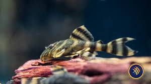 L398-Panaqolus tankei – Tanke Tiger Pleco ~3–4 cm