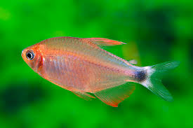 Hyphessobrycon peugeoti – Peugeot Tetra