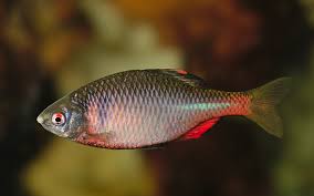 Blue-Edge Bitterling (Rhodeus shitaiensis) — Rare Yangtze Stream Gem