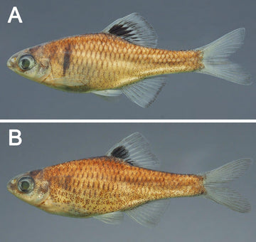 Yellow-Edge Bitterling (Rhodeus shitaiensis “Yellow”)