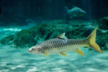 Golden Mahseer – Tor putitora, the Iconic Himalayan Gamefish