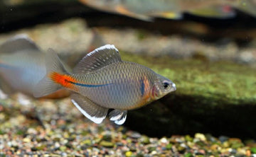 White-Fin Bitterling (Rhodeus cf. albomarginatus) – Elegant White-Edged Variant