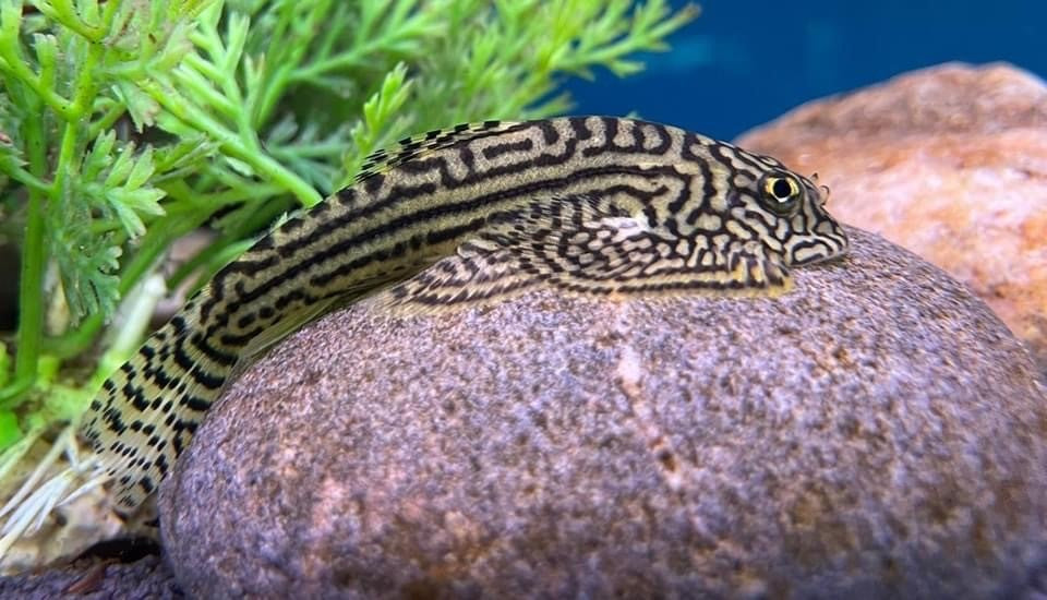 Sewellia lineolata – Gold Ring (Tiger / Reticulated) Hillstream Loach (~5.5–7 cm / ~2–2.5″)