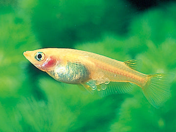 Medaka Rice Fish (Oryzias latipes) β 2.5β3 inches