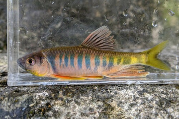 Opsariichthys Golden Fins – Stunning Freshwater Cyprinid with Radiant Fins