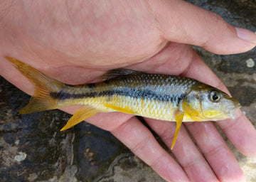 Acrossocheilus kreyenbergii – Rare Chinese Barbine Beauty