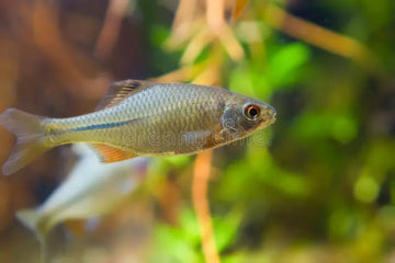 White Beard Bitterling (Acheilognathus sp.) – Distinctive Freshwater Beauty