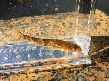 Gobiobotia tungi – Tung’s Gudgeon (≈12–13 cm TL / ≈5″)
