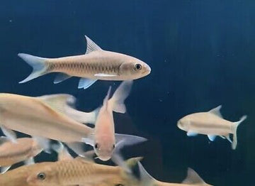 Neolissochilus stracheyi “Blue” – Blue Mahseer