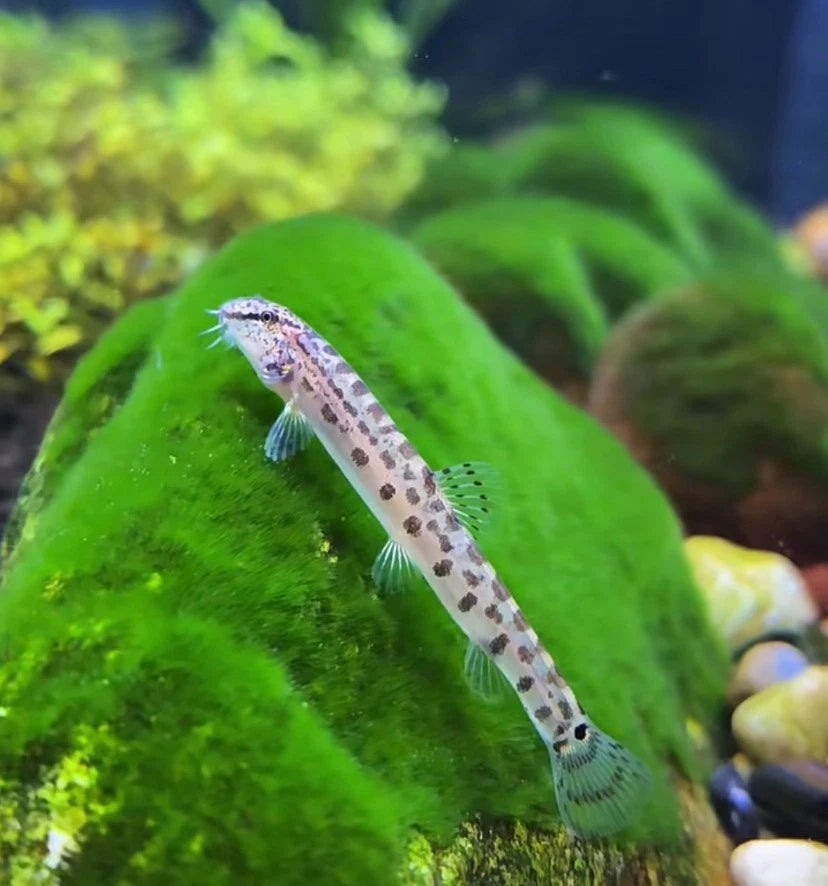 Siberian Tiger Loach (Cobitis sinensis) – Siberian Spiny Loach (~7–10 cm / ≈3–4″)