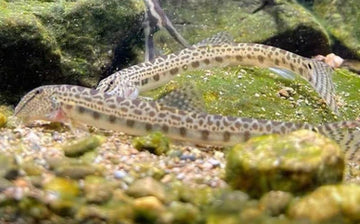 Siberian Tiger Loach (Cobitis sinensis) – Siberian Spiny Loach (~7–10 cm / ≈3–4″)