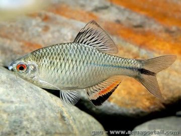 Tanakia chii – Elegant Small Bitterling Species-(5-6 cm)
