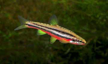 Vibrant Red Belly Dace (Chrosomus erythrogaster)
