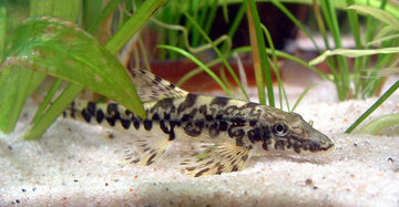 Vanmanenia pingchowensis – Cherry Mouth Loach (5–7 cm)
