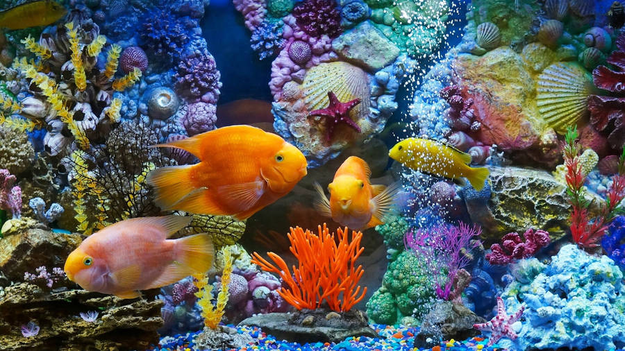 collection-banner-image