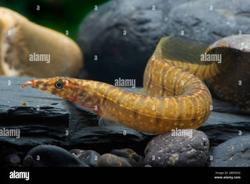 Mastacembelus oatesii – Oates’ Spiny Eel (~37 cm / ~15″ max)