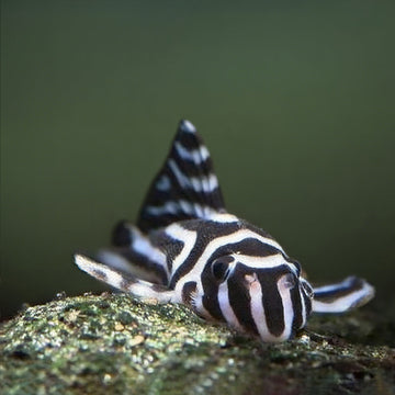 🐟 L046 Zebra Pleco (Hypancistrus zebra): A Rare and Protected Icon of the Aquarium World