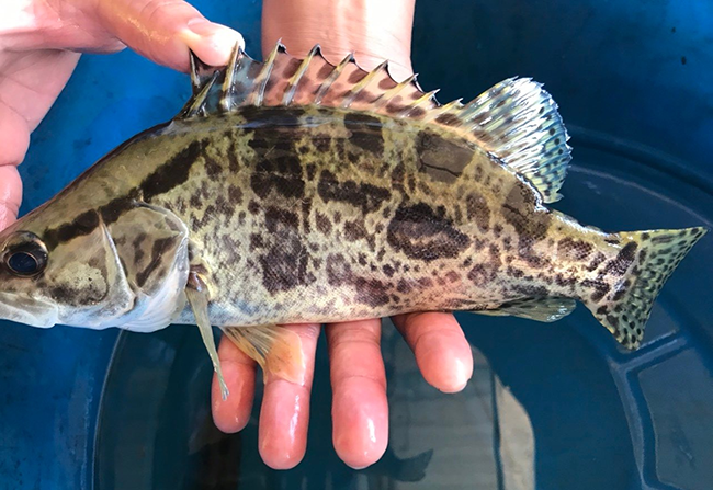 Siniperca kneri – Big-Eye Mandarin Fish (~35 cm max)