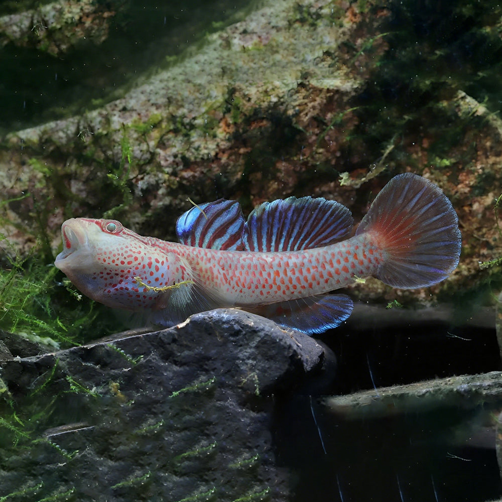 Blue Sacred Dragon Goby (Rhinogobius sp.) – 5+ cm