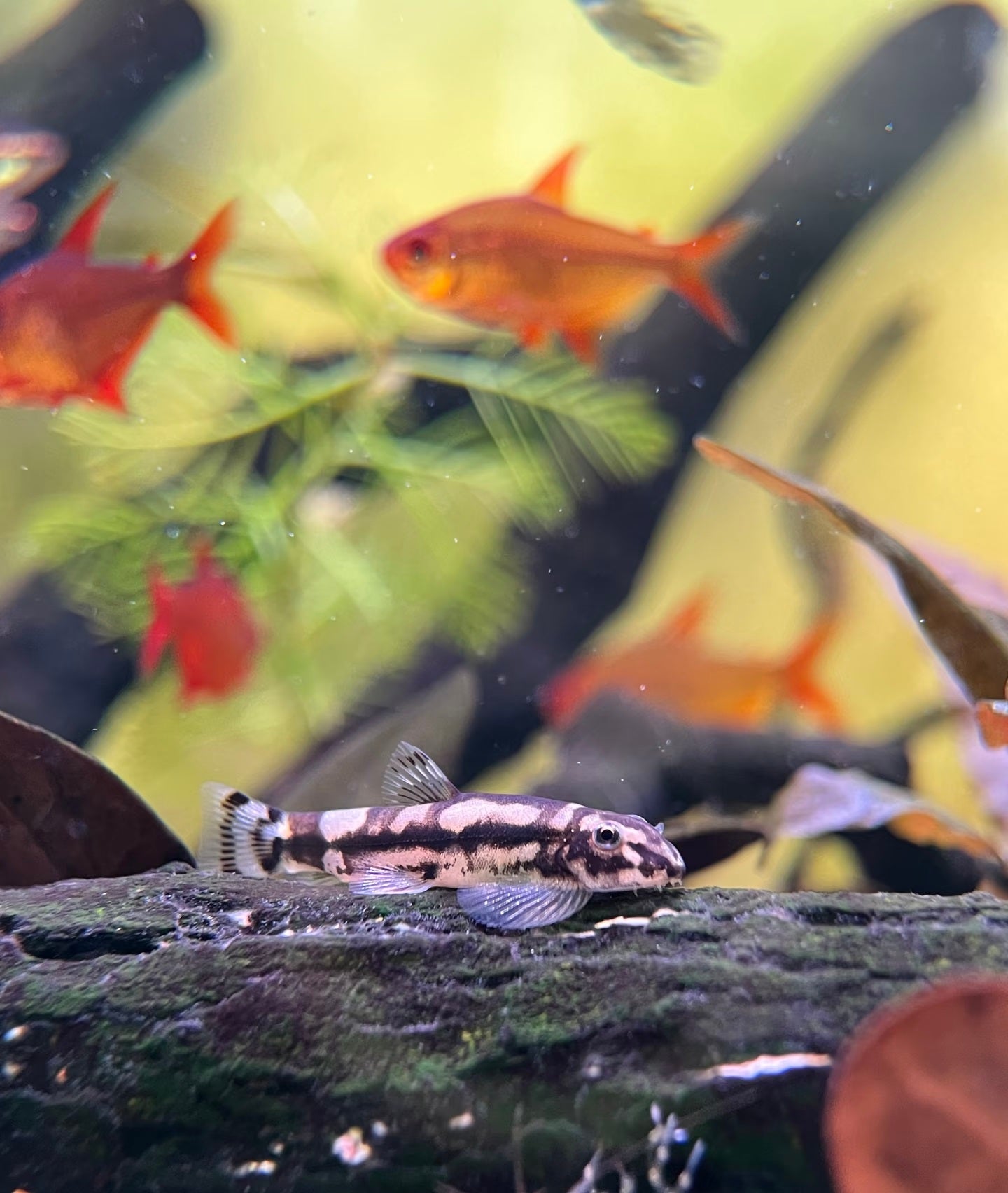 Gold Ring Hillstream Loach (Sewellia albisuera) –Gold Link Loach (~1.5–3″)