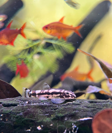 Gold Ring Hillstream Loach (Sewellia albisuera) –Gold Link Loach (~1.5–3″)