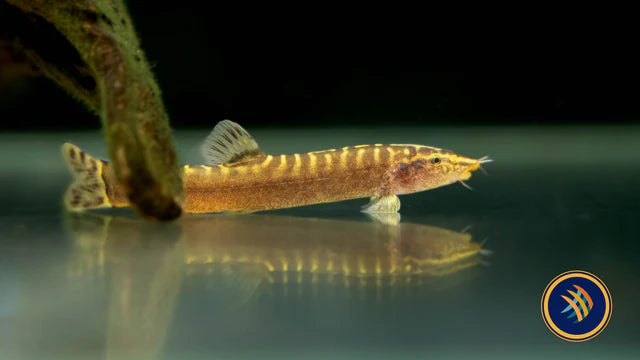 Guilin Loach (Leptobotia guilinensis) – Borneo-style Sucker Loach (~2–3″ / ~5–8 cm)