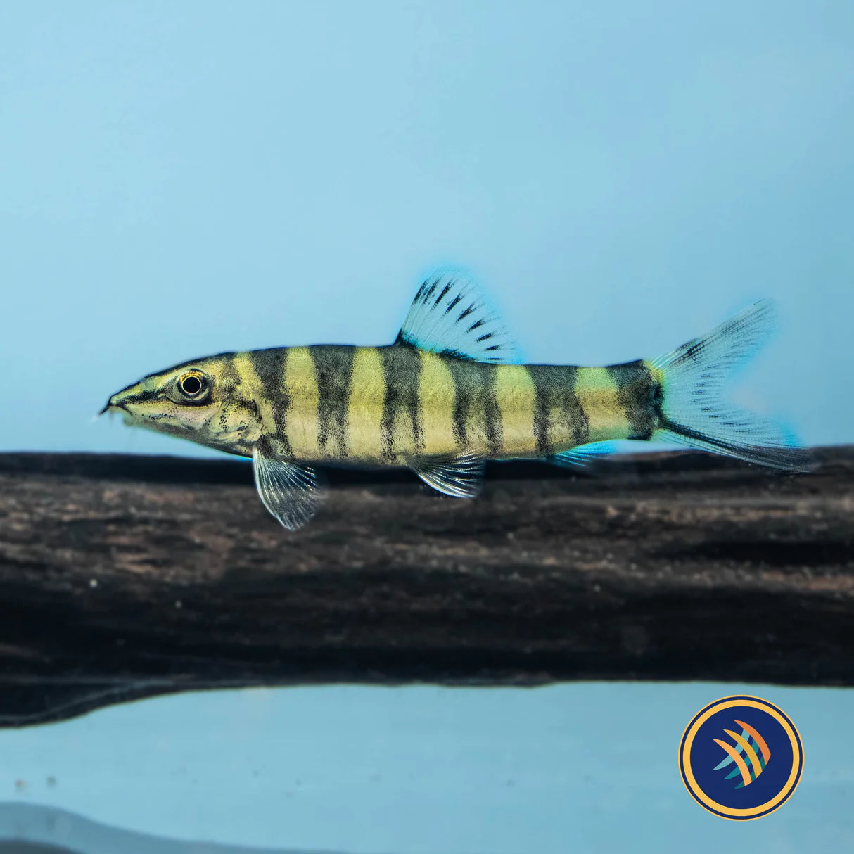 Kansu Loach (Sinibotia robusta) – Chinese Golden Zebra / Robust Loach (≈10–12 cm)