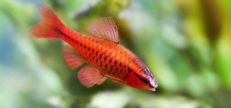 Puntius titteya var. Long Tail (Cherry Barb – Long Tail Variant) 2.5-3 inch