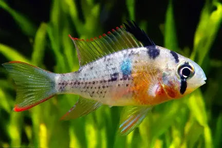 Bolivian Ram Cichlid (Mikrogeophagus altispinosus) – 6–7 cm